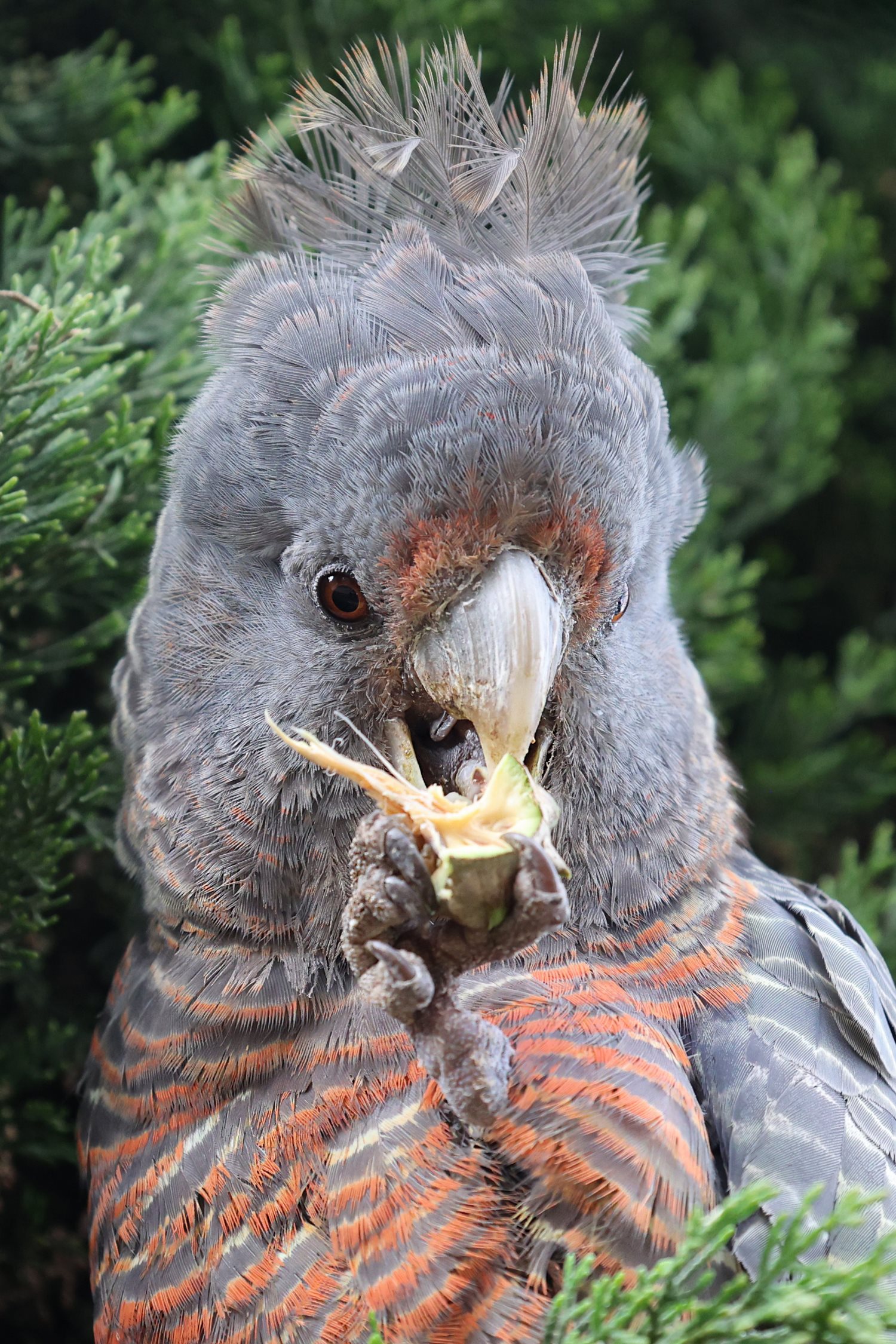 A female Gang-gang cockatoo