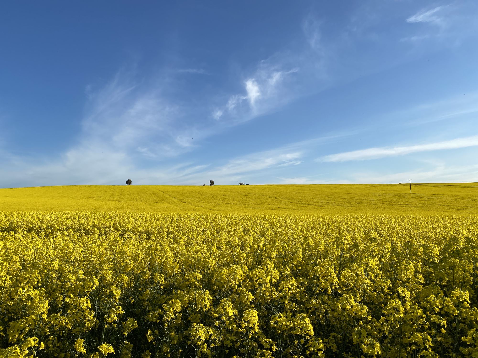 Golden Canola Fields