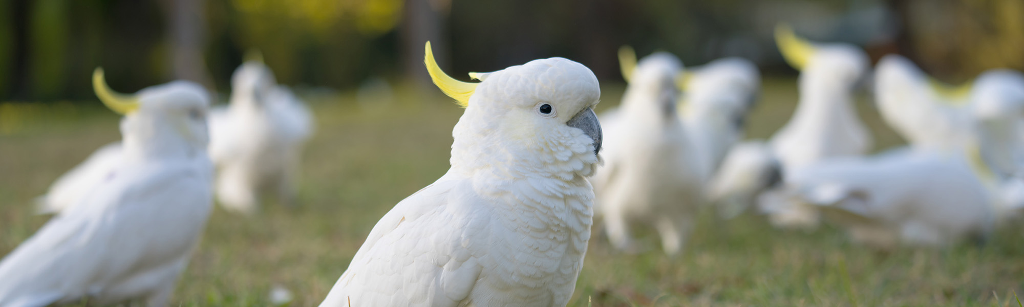 Photo: Nic Vevers/ANU A group of cockatoos on the ground