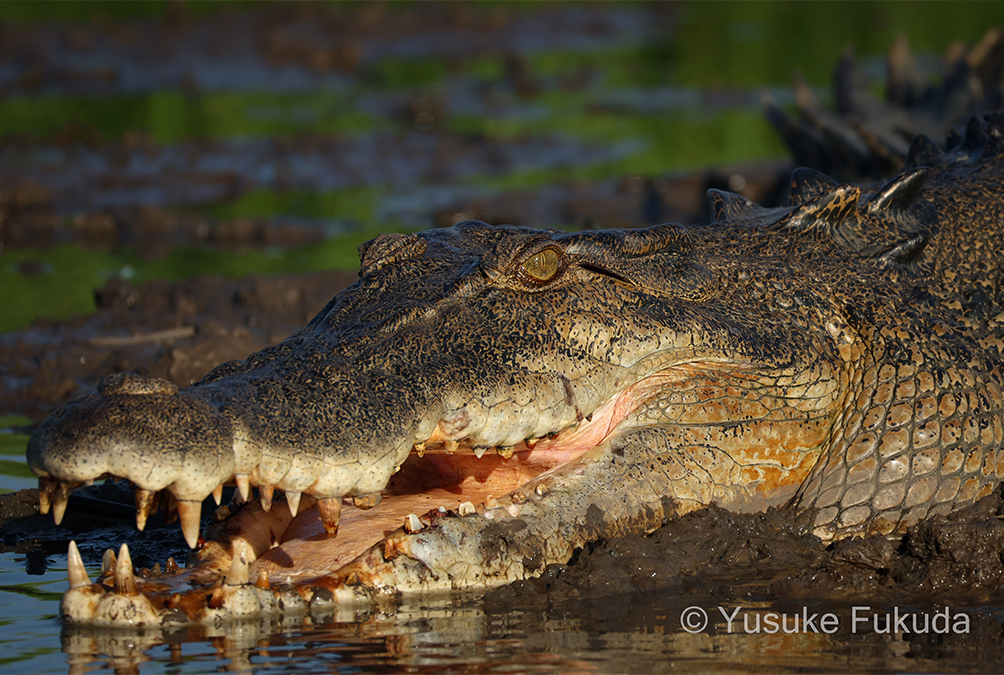 Close up of a saltwater crocodile's face