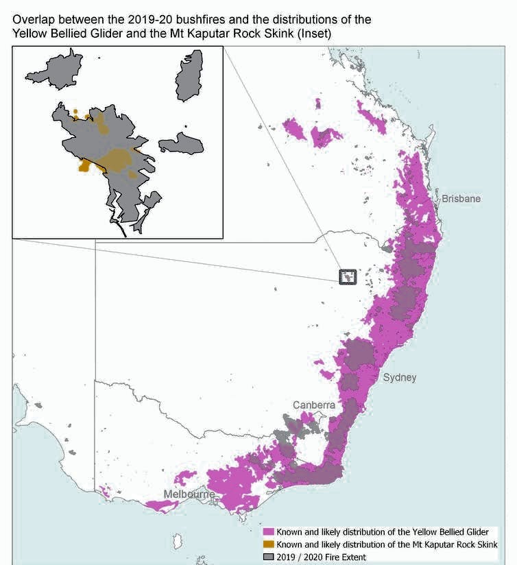 Overlap between the 2019-20 bushfires and the distribution of the Yellow Bellied Glider and the Mt Kaputar Rock Skink (inset)