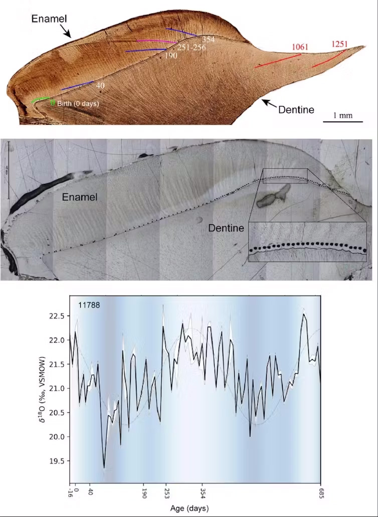 Top: Teeth start to develop before birth, forming mineralised layers with visible growth lines. Middle: the balance of oxygen isotopes from tiny spots in the enamel are sampled with the SHRIMP. Bottom: isotopic values reveal cycles of wetter (dark blue) and drier (light blue) seasons during the development of the tooth. Smith et al. 2025 / Geochimica et Cosmochimica Acta Graphs showing oxygen isotopes from teeth samples