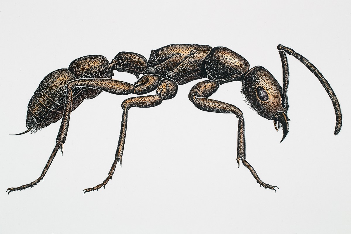 Ant Sketch Vector Images (over 790)