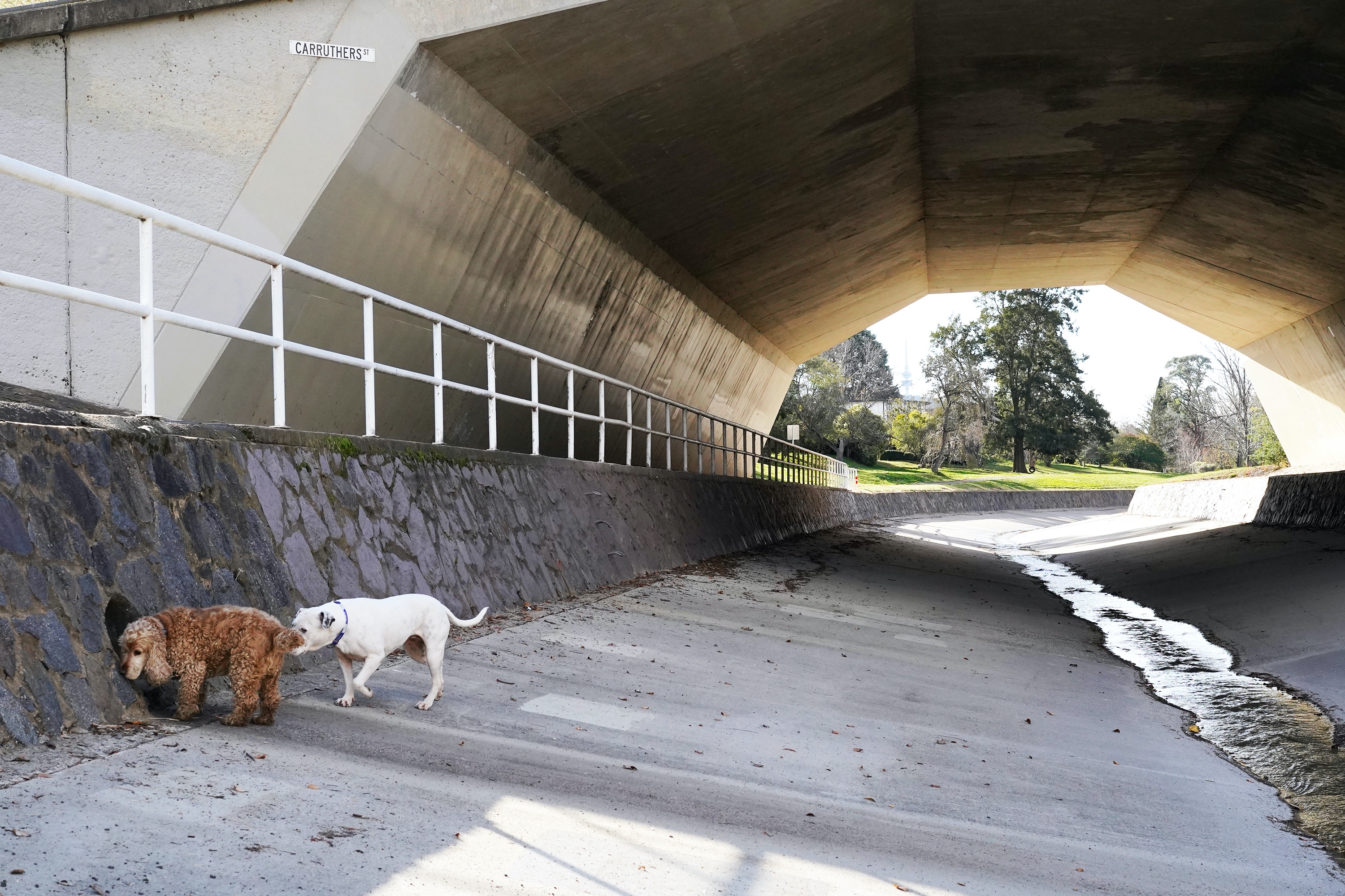 A brown dog and a white dog in a concrete storm water drain with some trees in the distance