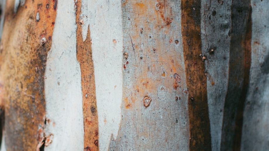 Close-up of a tree trunk showing textured bark with patches of peeling and rust-colored areas.