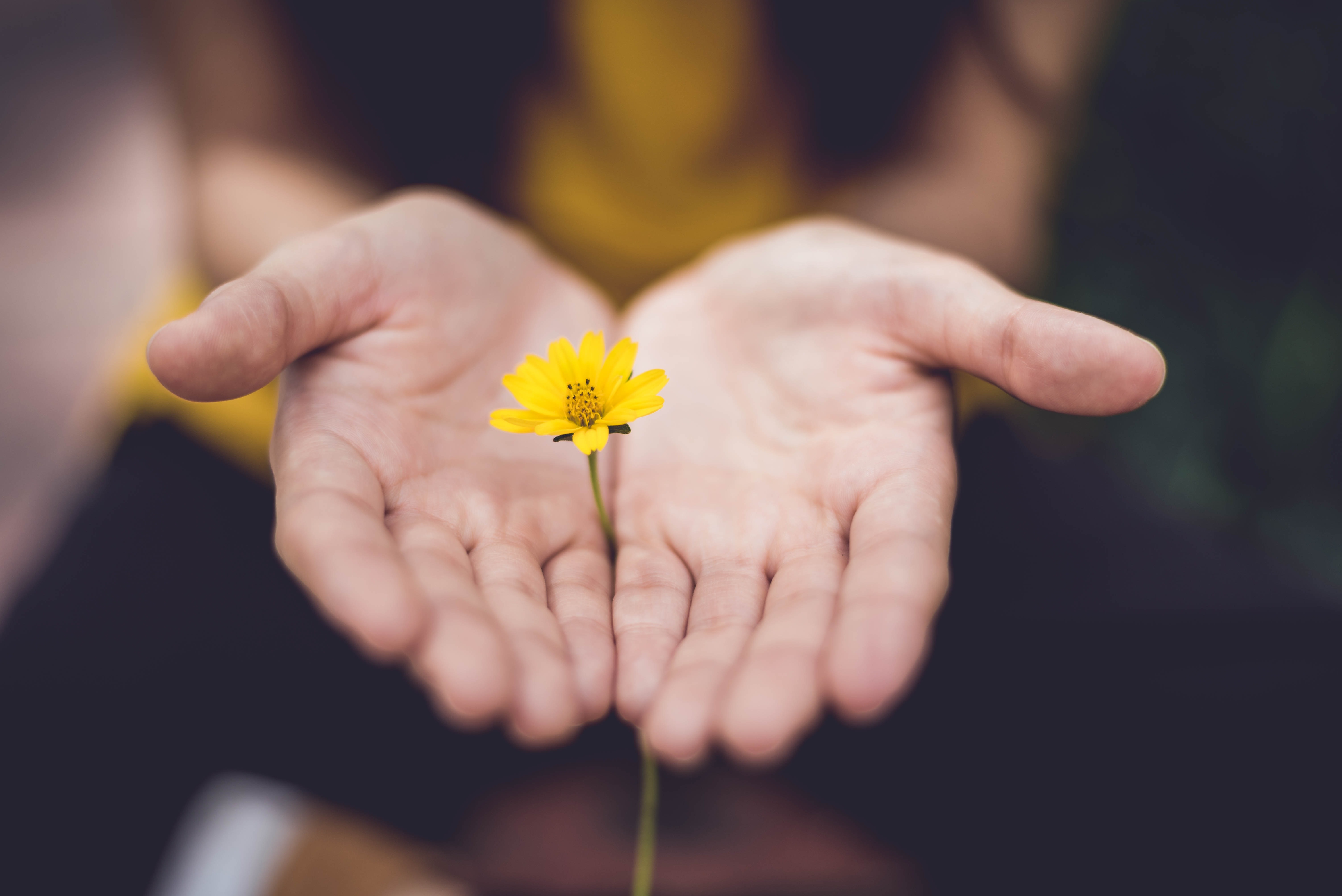 Hands gently holding a small yellow flower.
