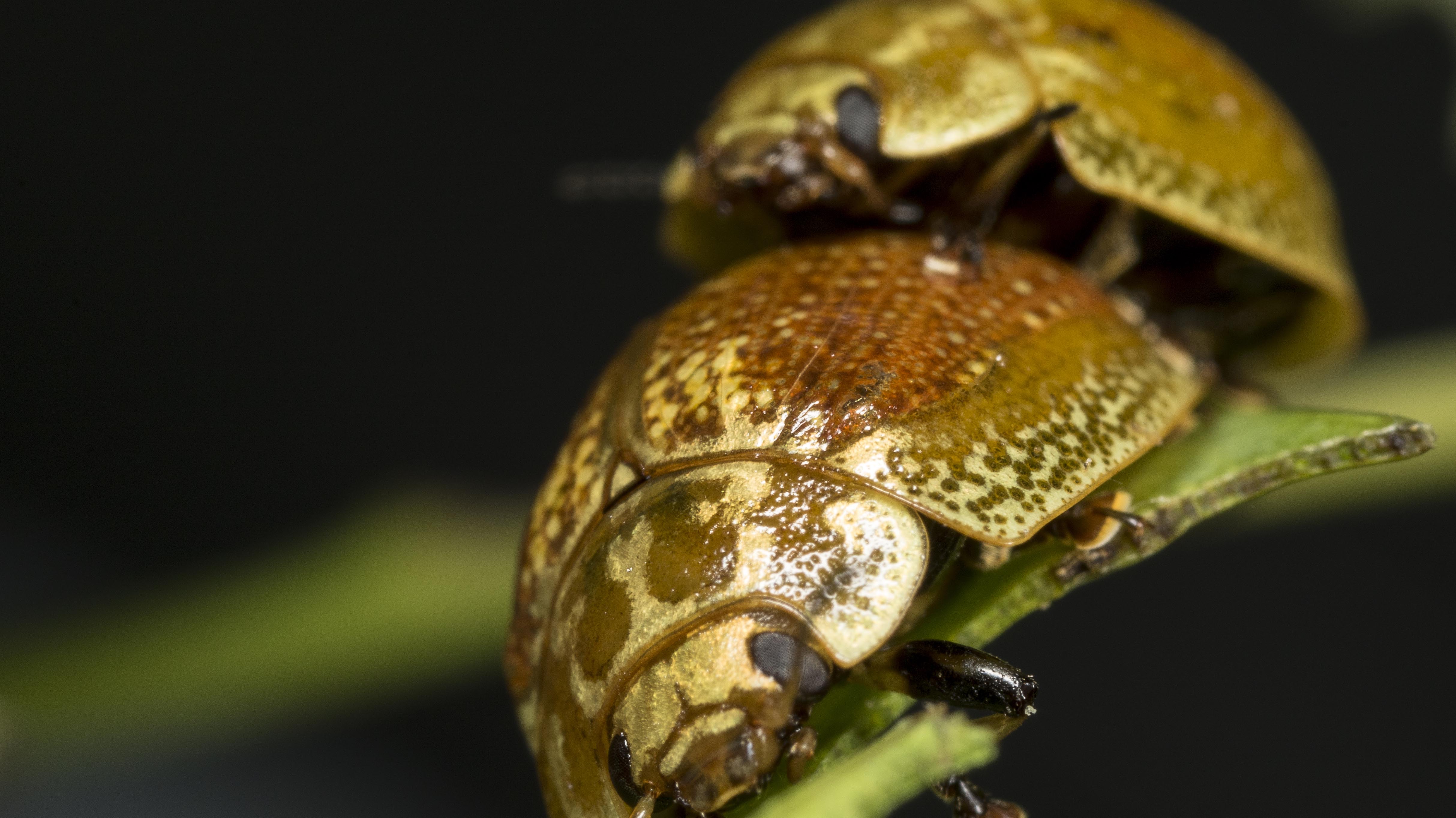 Mating Eucalyptus variegated beetle. Image: Damien Esquerre, ANU