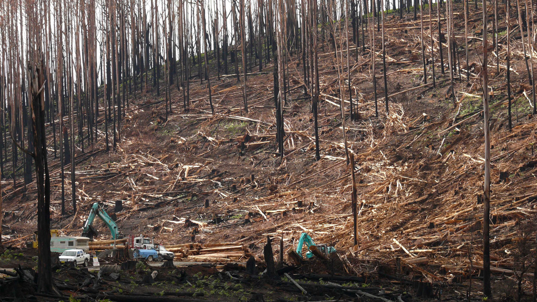 New Benchmark To Protect Biodiversity After Bushfires | ANU College Of ...