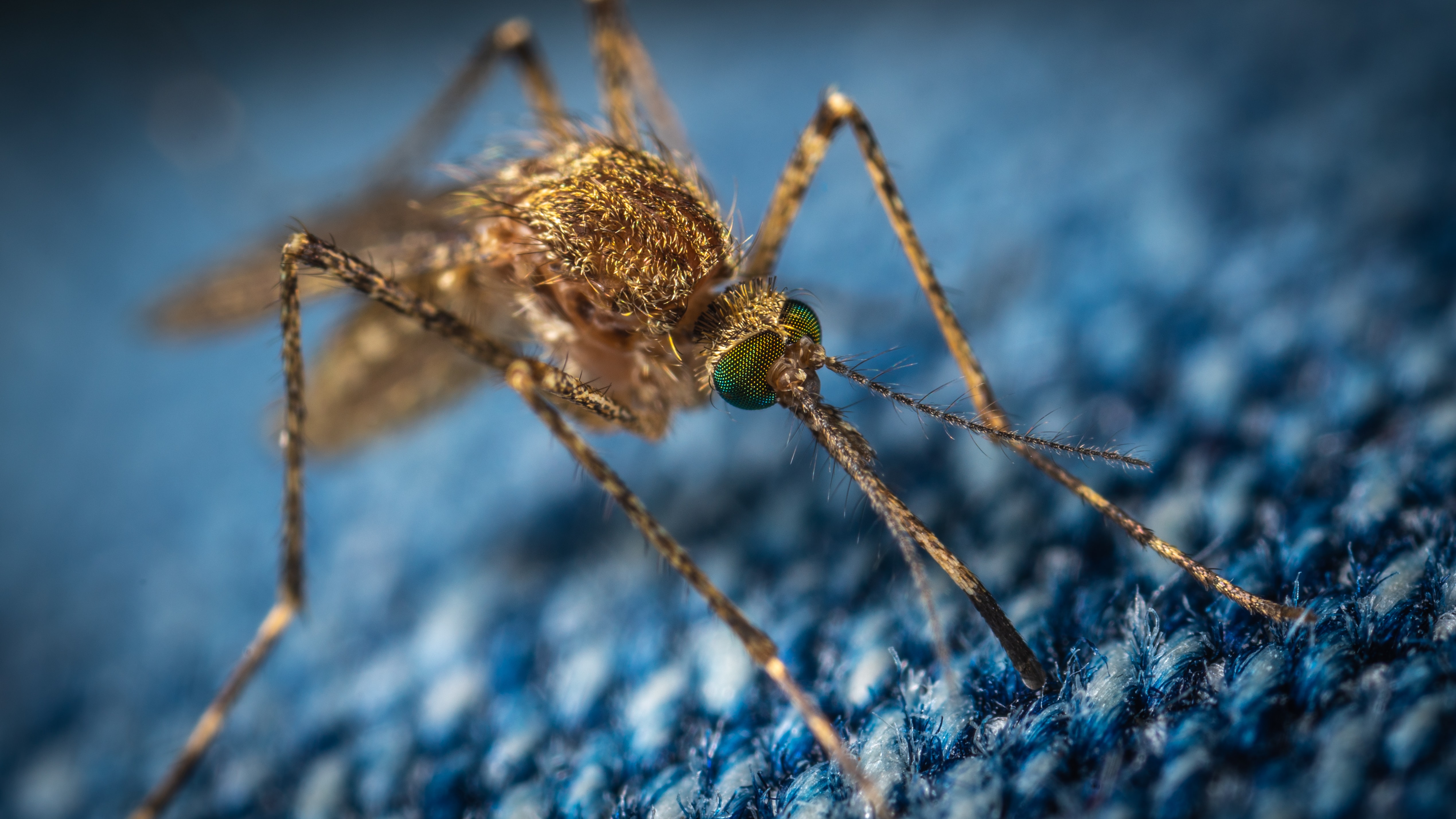 Close-up image of a mosquito perched on a textured blue surface, highlighting its detailed, hairy body and iridescent, multifaceted eyes.