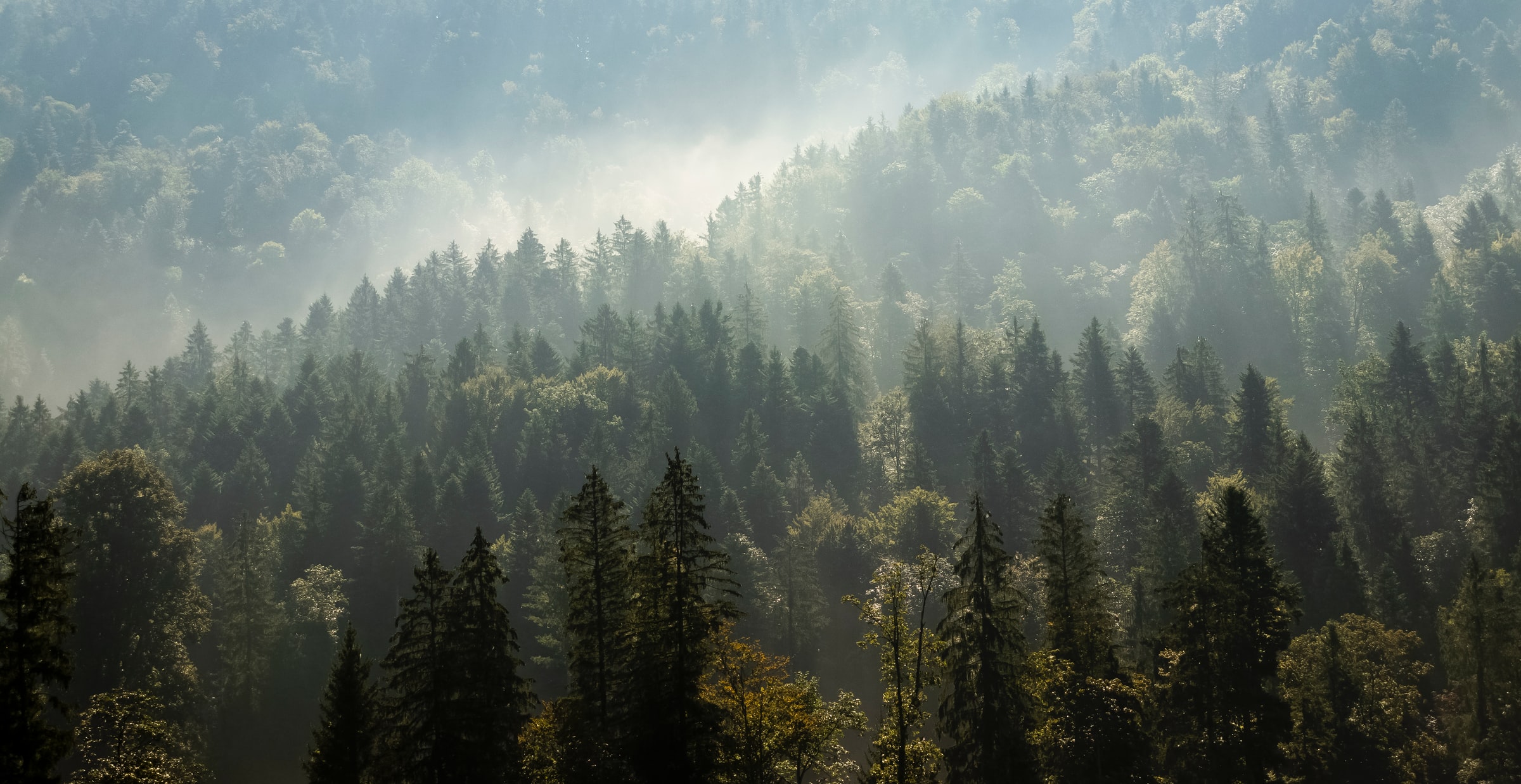 A misty forest landscape with sunlight streaming through the trees, highlighting layers of treetops in varying shades of green.