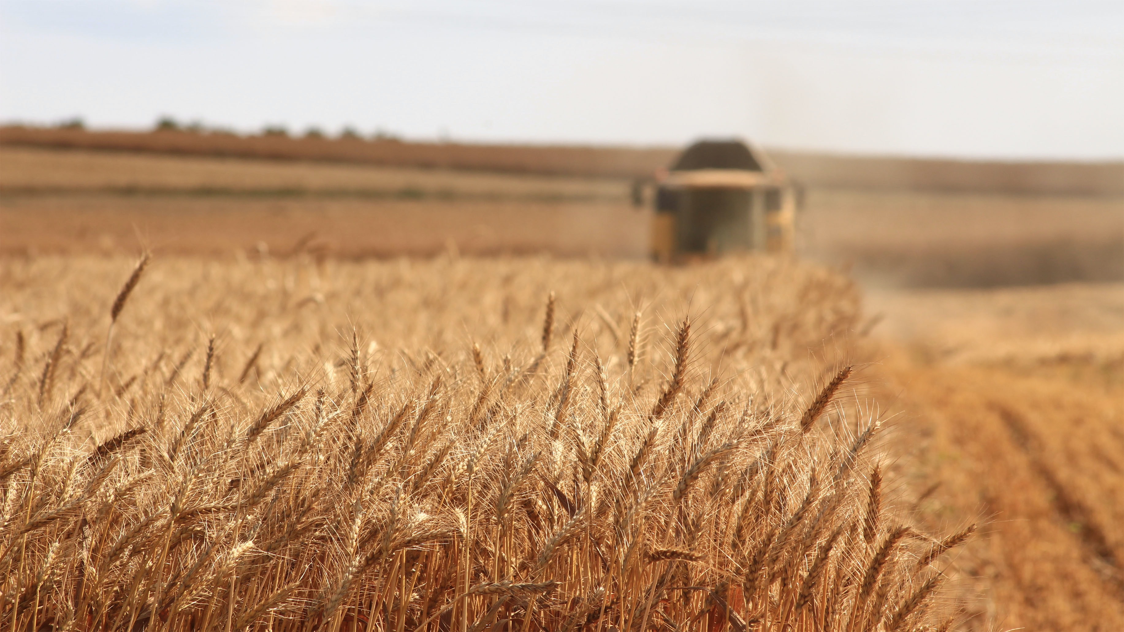 A field of golden wheat with a distant harvester at work under a clear sky.