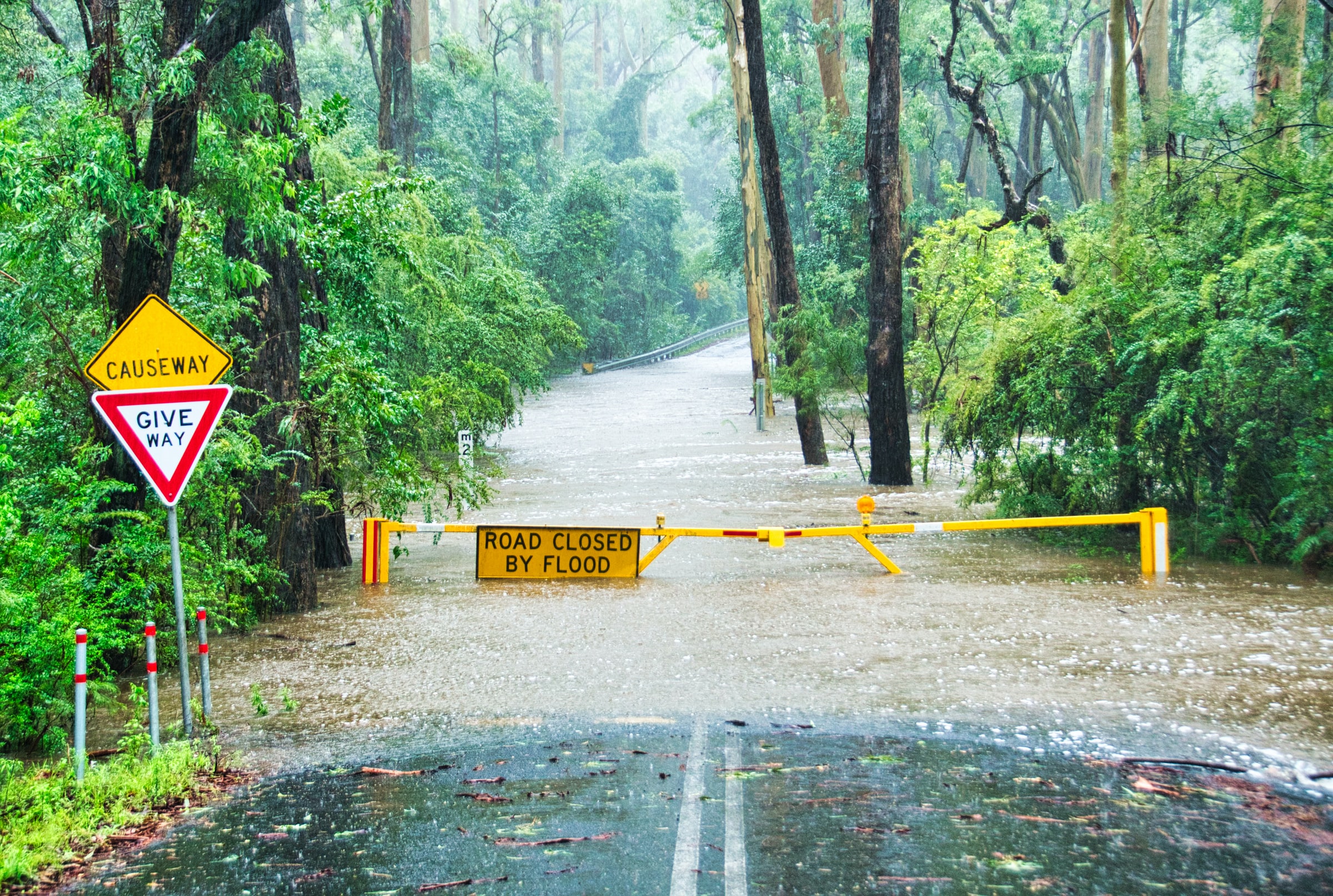 A flooded road with a "Road Closed By Flood" barrier, surrounded by lush green trees in rainy conditions.