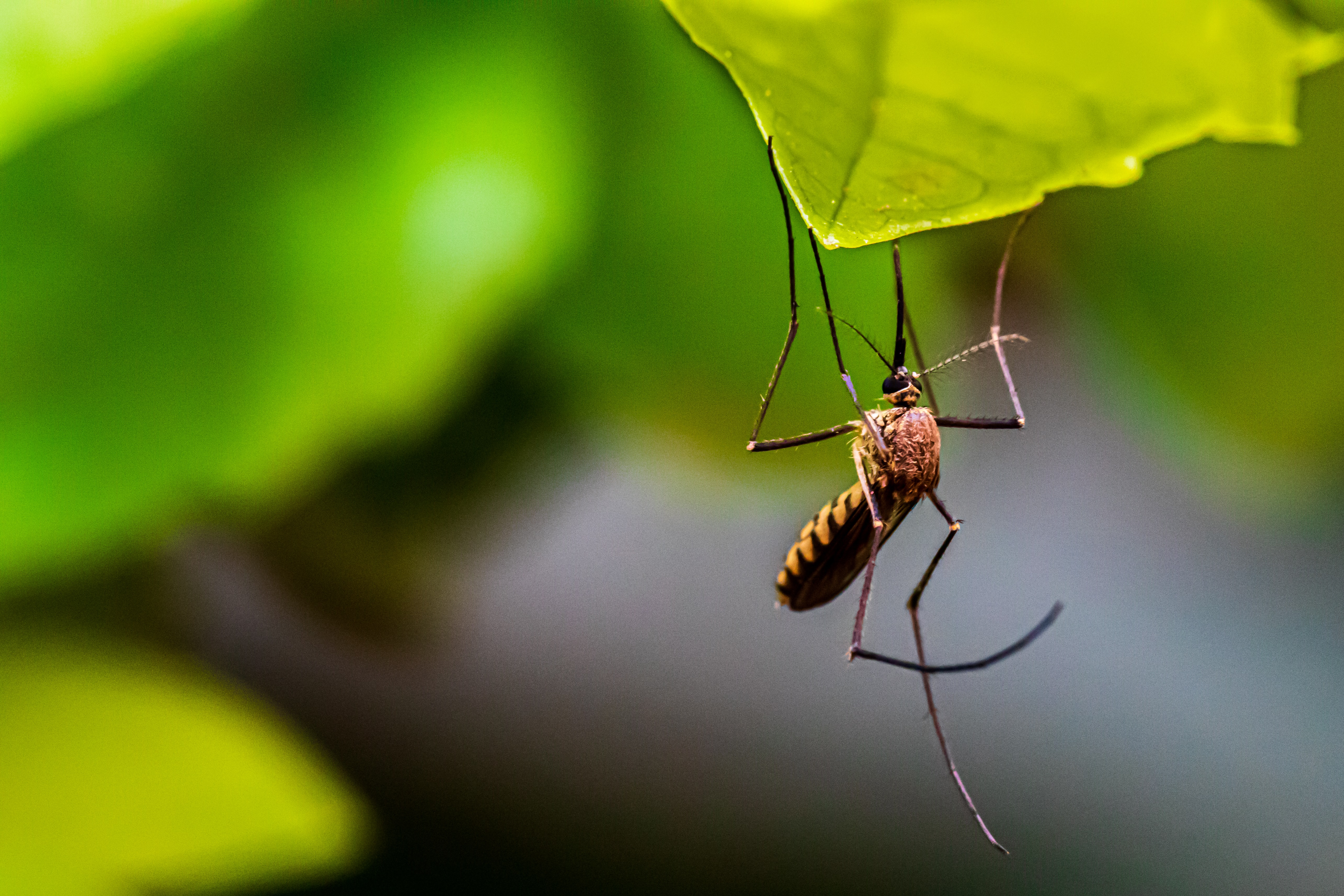 A mosquito hangs delicately from the underside of a green leaf in a lush environment.