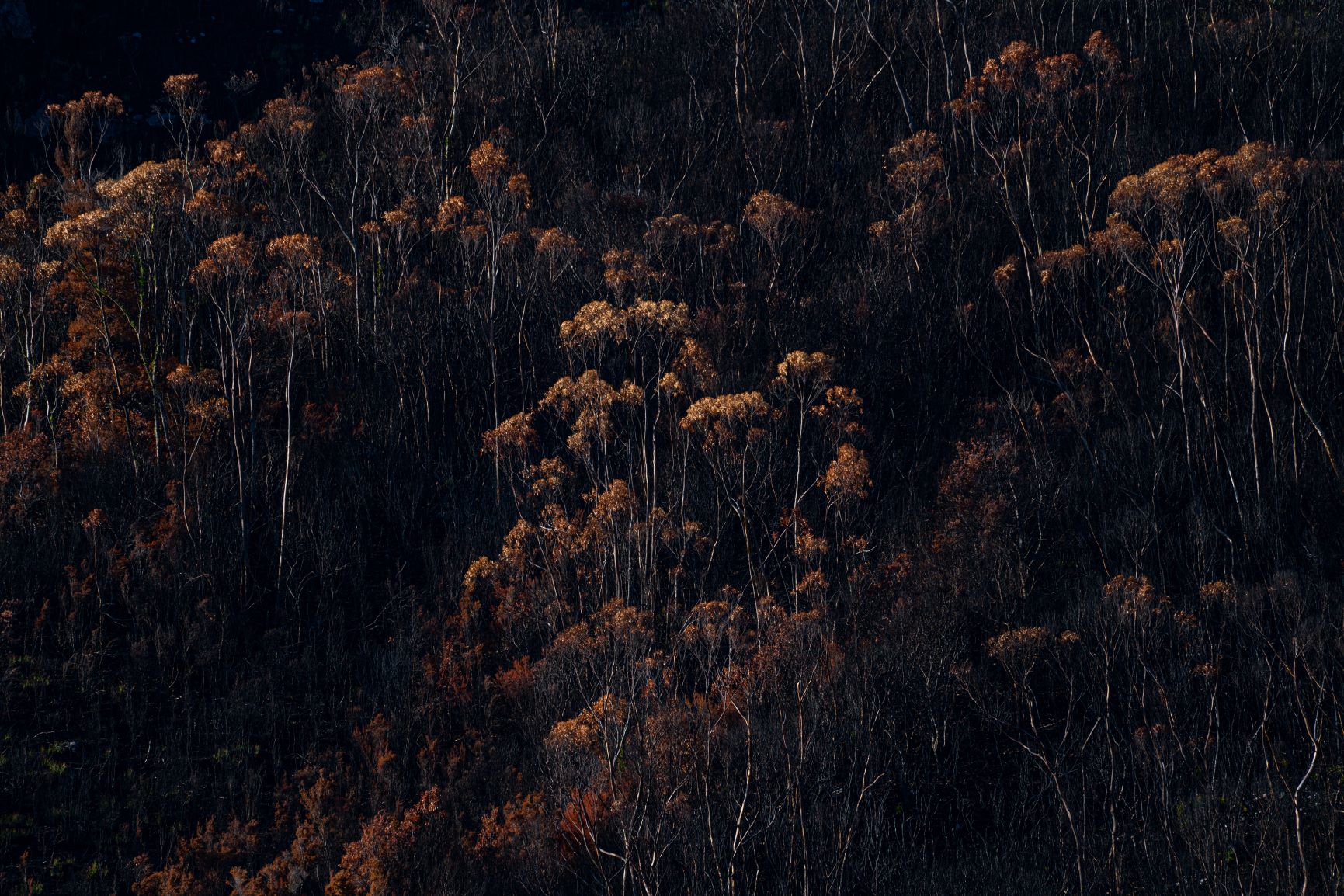 Photo: Matt Palmer/Unsplash Burtn forest landscape