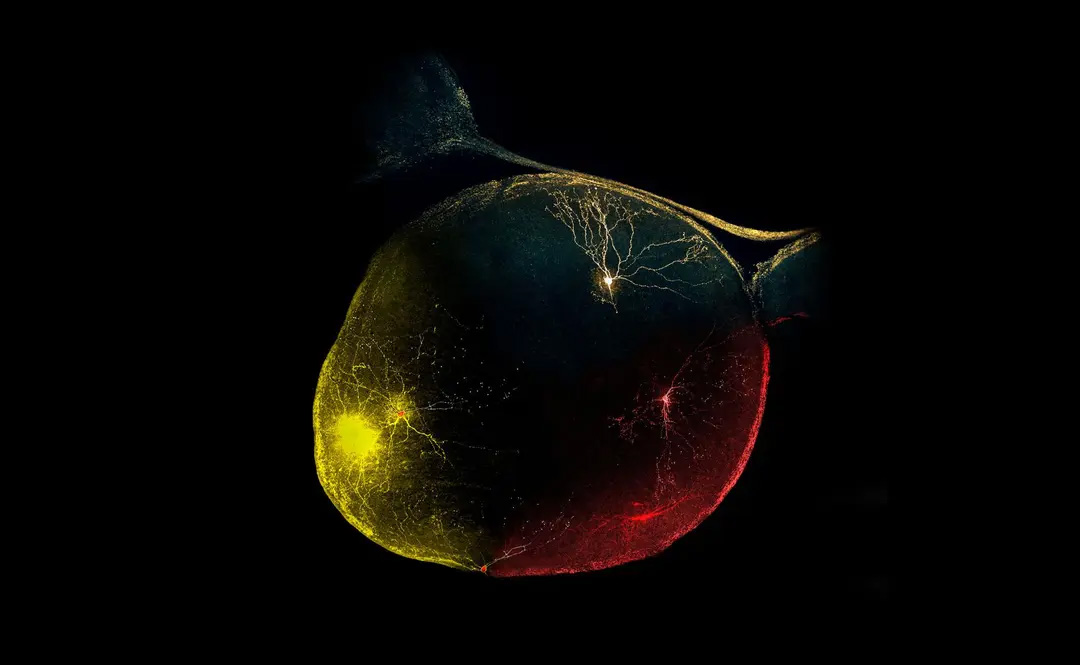 © Yas Crawford, 2021.* Artist's reconstruction of a mouse eye