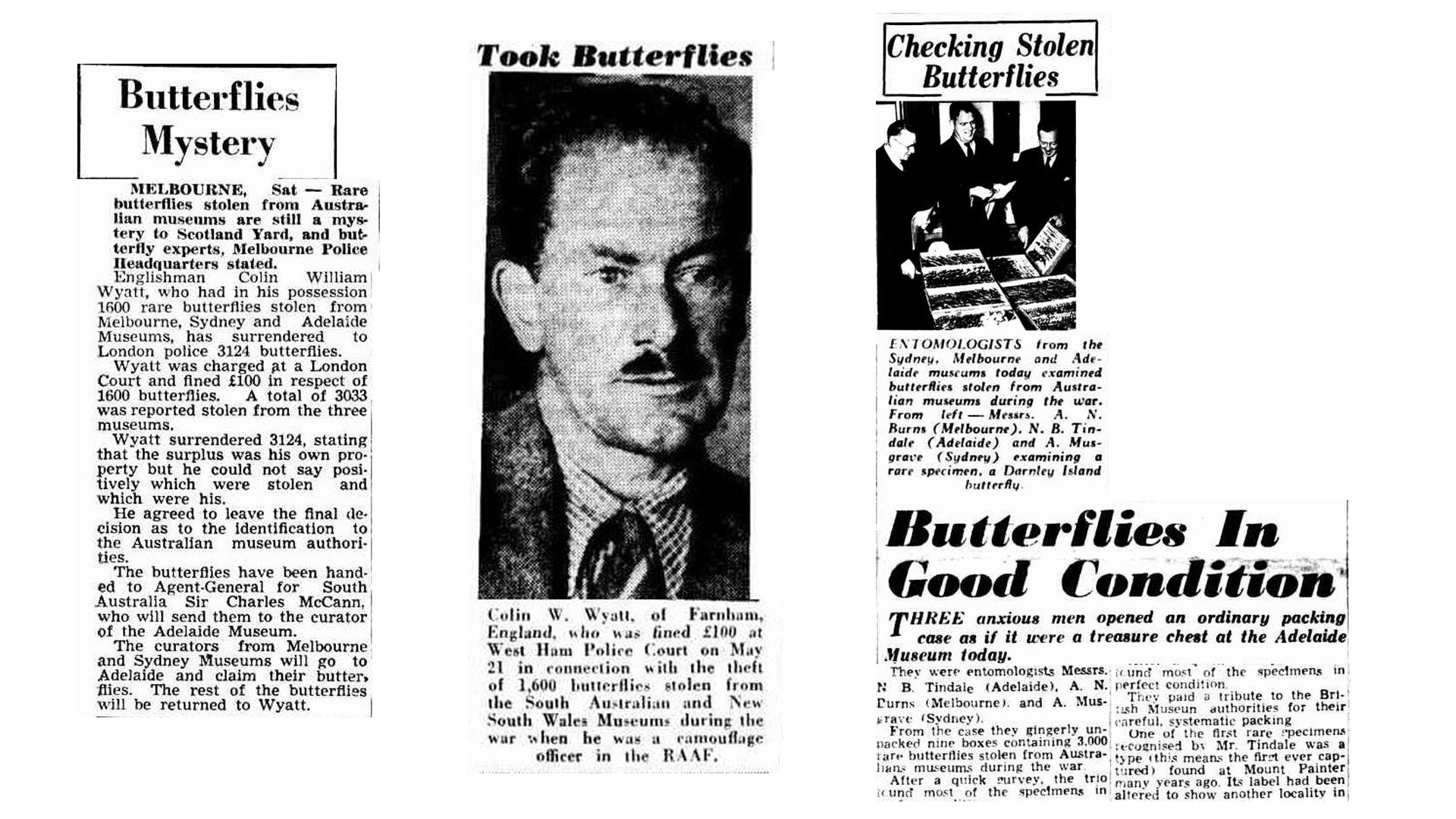 Newspaper clippings about stolen butterflies and Colin Wyatt