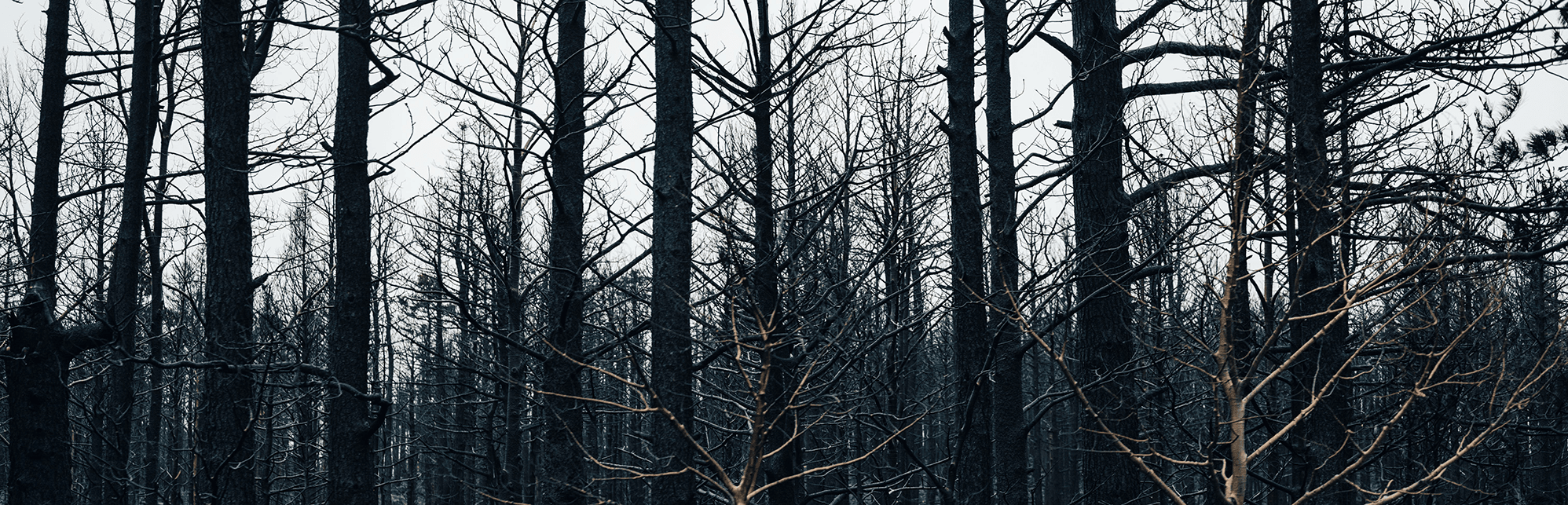 Photo: Alfo Medeiros/Pexels burnt trees