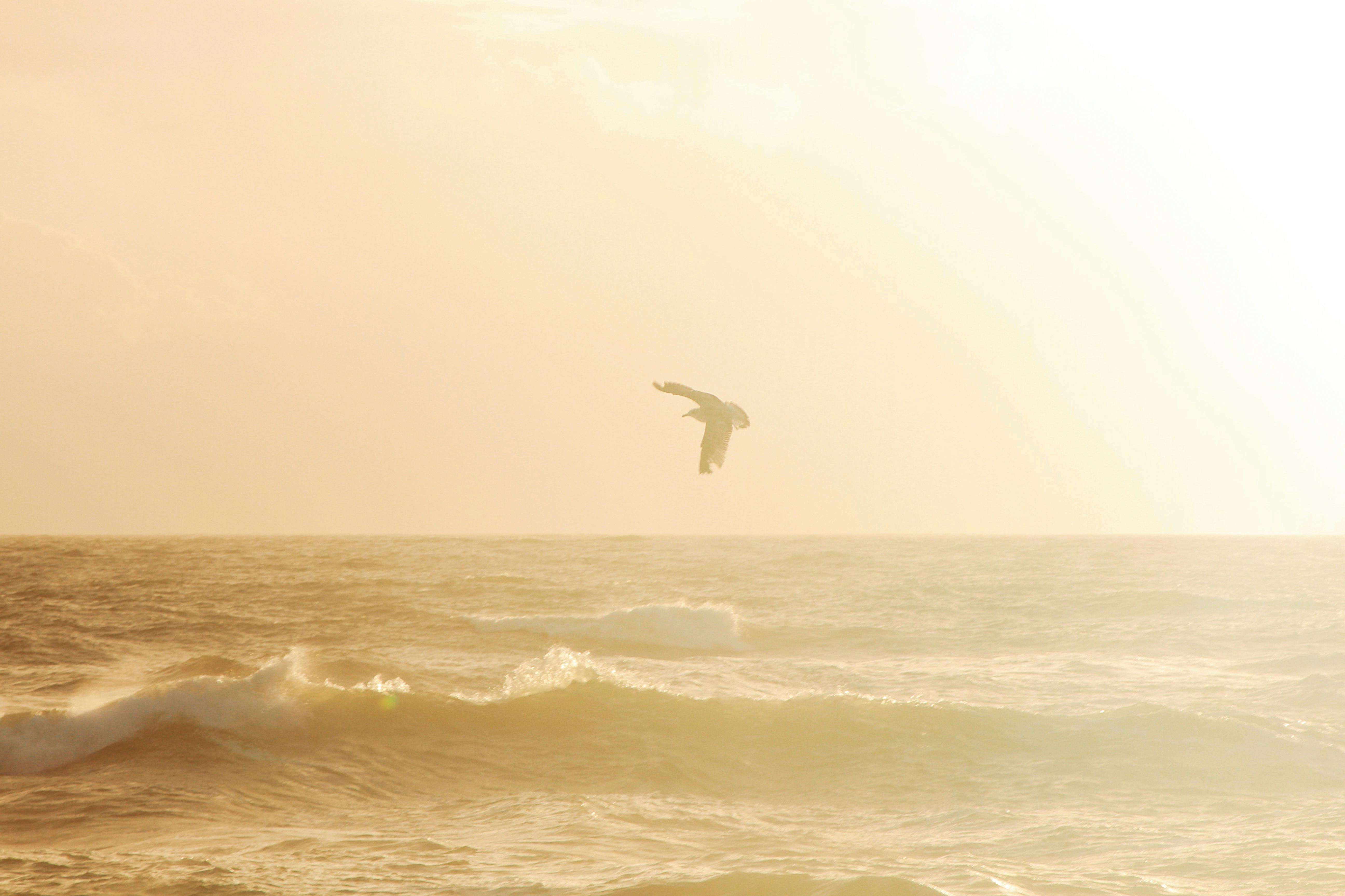 Image: Pexels/Tiana bird over ocean