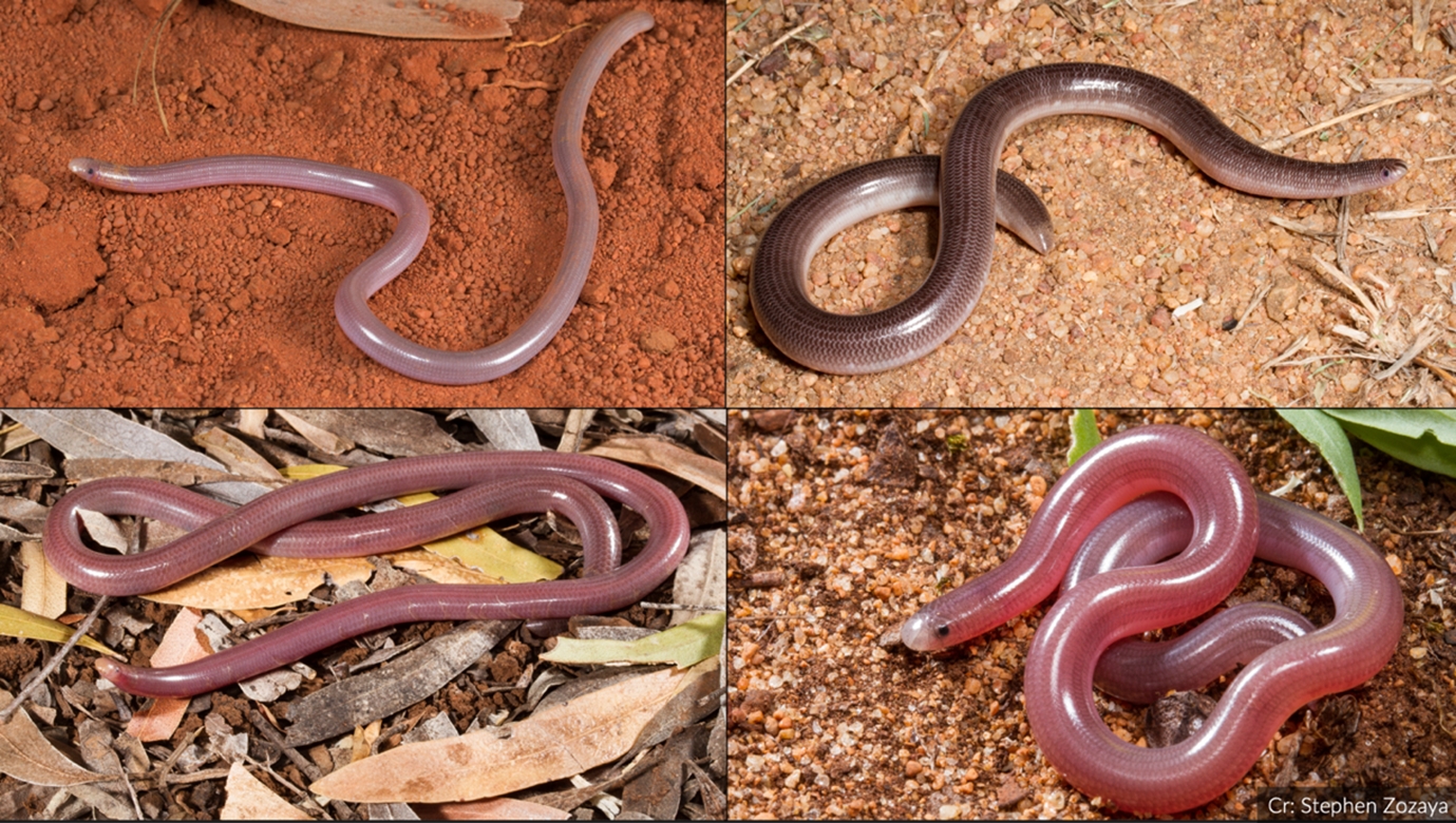 Blind snakes: nature’s spags and snags. The slender snakes on the left resemble spags, while the chunkier ones on the right look like snags. Credit: Stephen Zozaya Four images of blind snakes