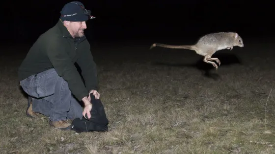 A bettong jumping out of a bag being held by a man kneeling on the ground