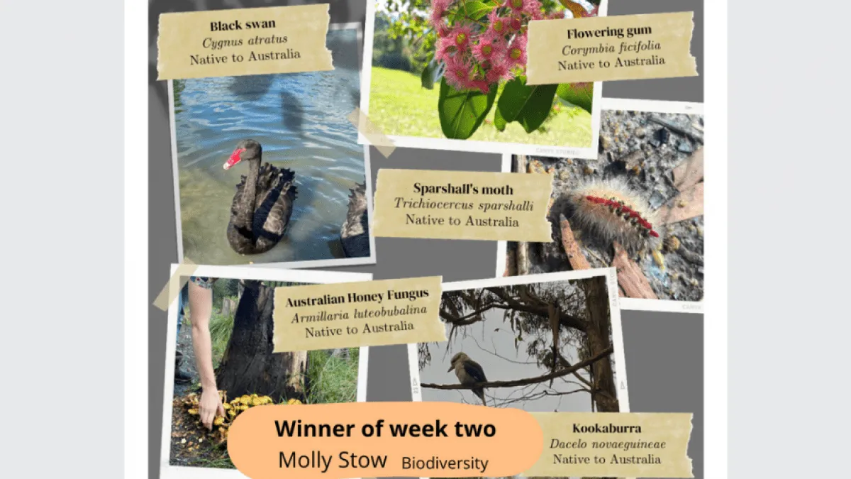 STEM Challenges 2021 - week 2 winner