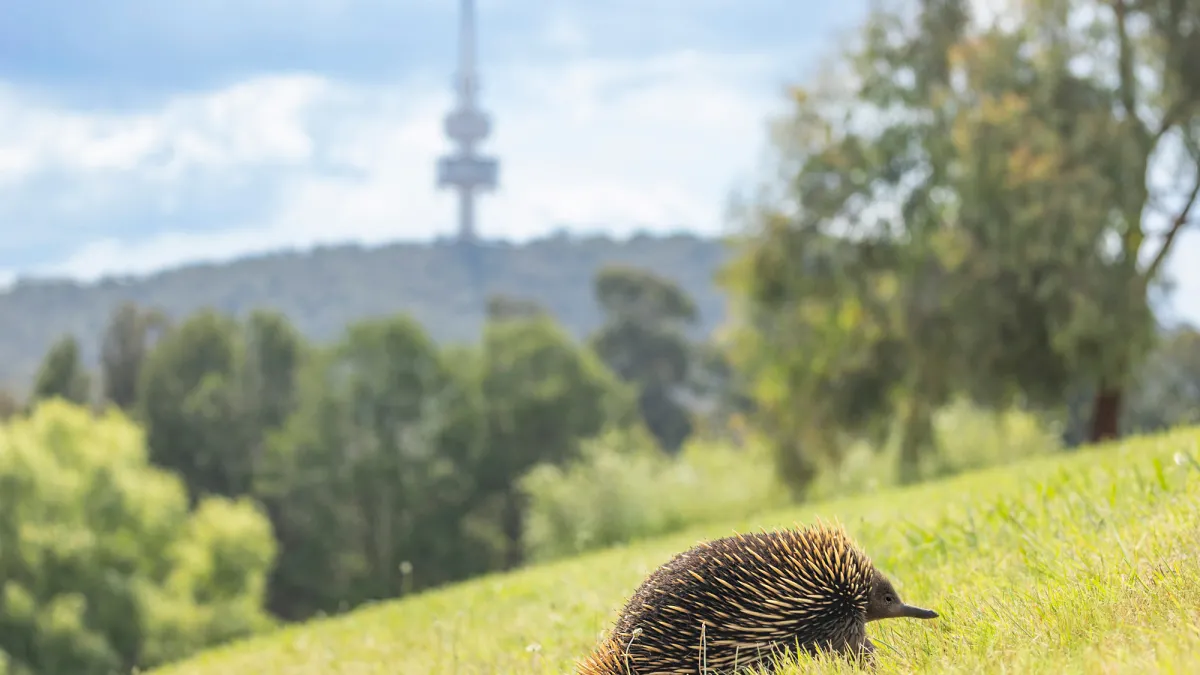 ANU Echidna on Black mountain (photo by Sharyn Wragg)