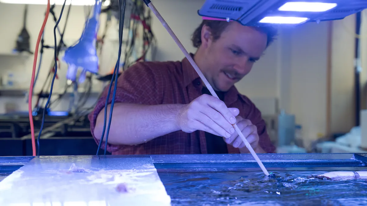 Man cleanign aquarium