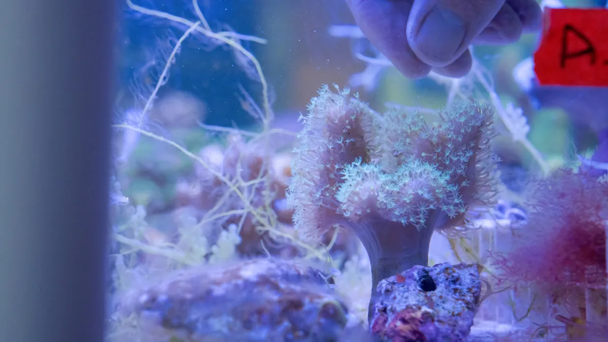 Coral in tank