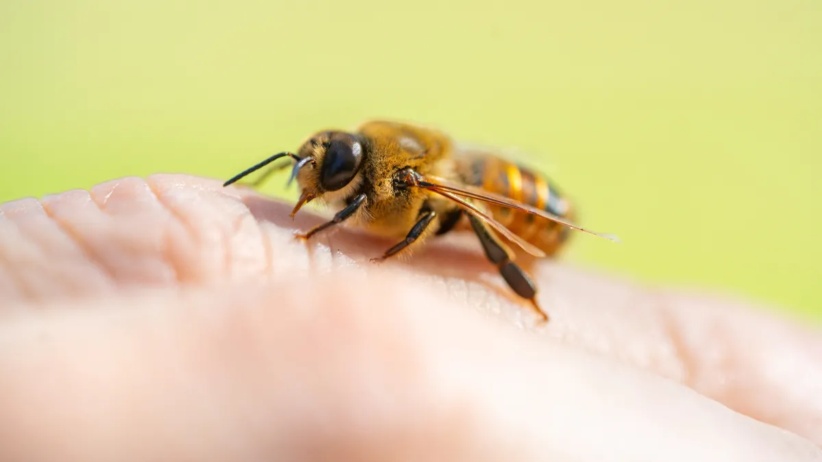 Preview image for the video "Help save Australia's honey bees".