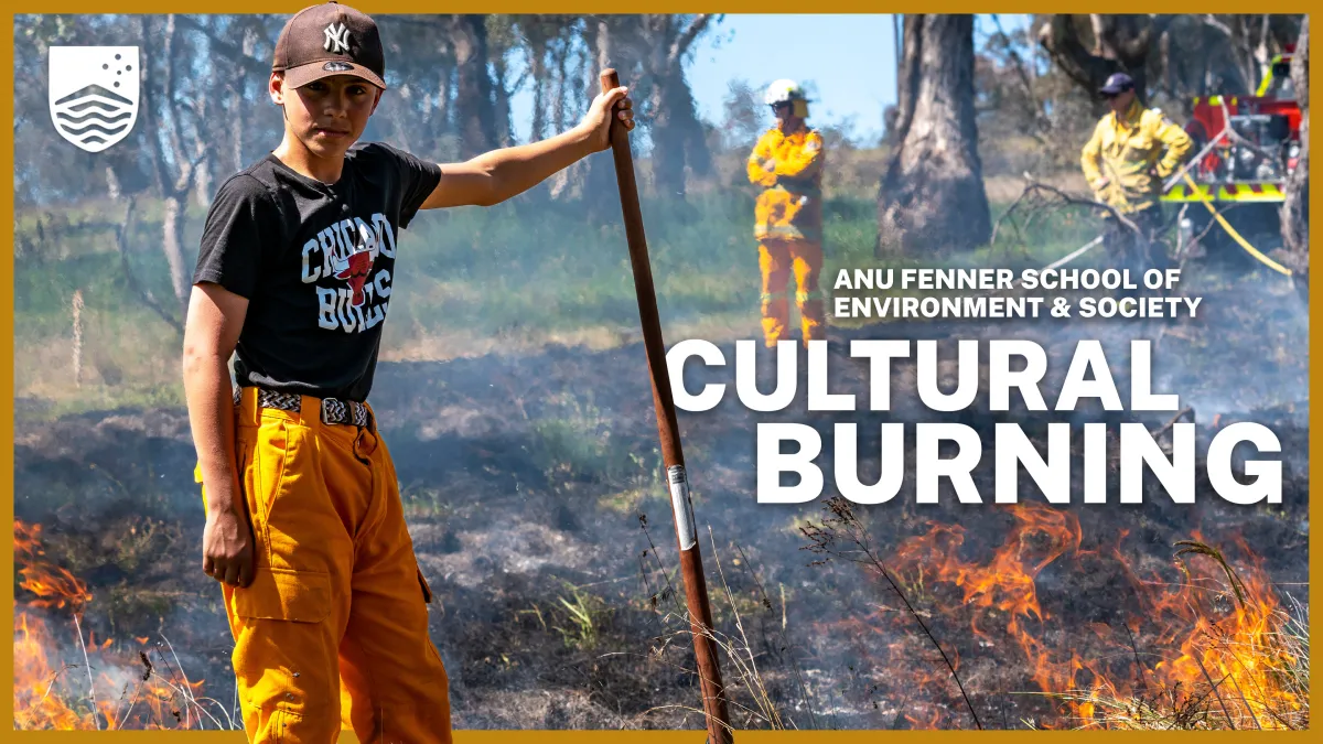 Preview image for the video "Supporting the re-emergence of cultural burning in box-gum grassy woodlands".