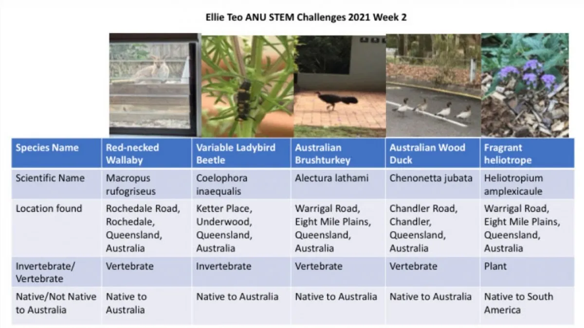 STEM Challenges 2021 - week 2 winner