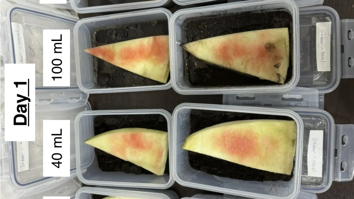 STEM Challenges 2024