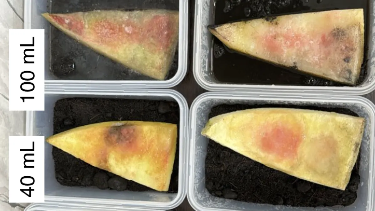 STEM Challenges 2024