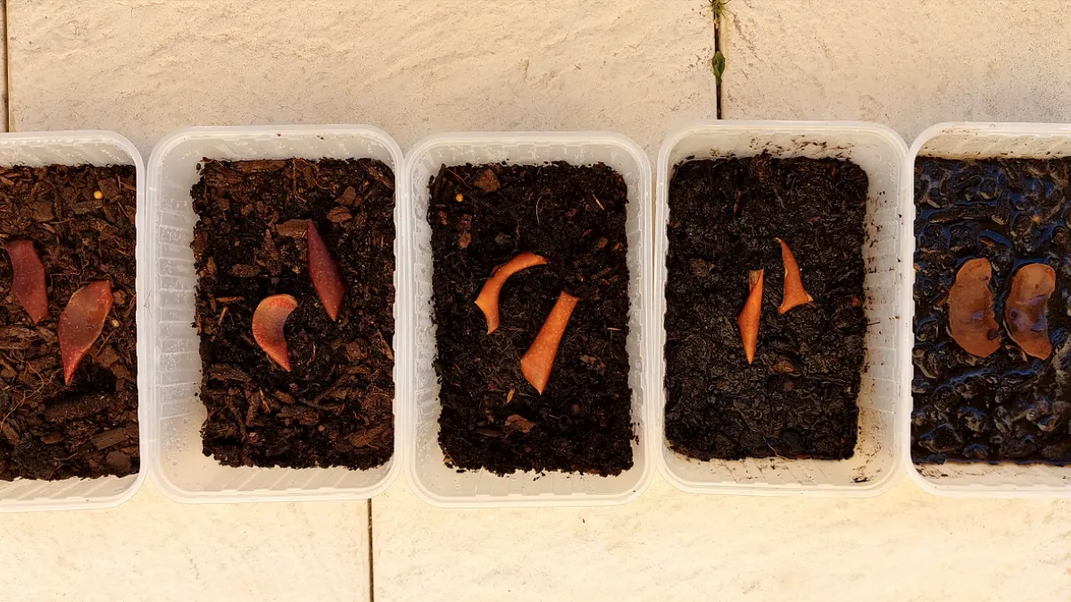 STEM Challenges 2024