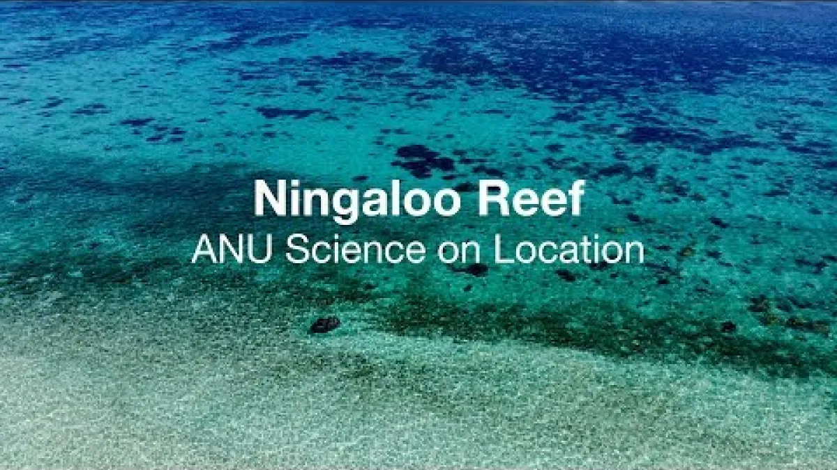 Preview image for the video "ANU Science on Location: Ningaloo Reef".