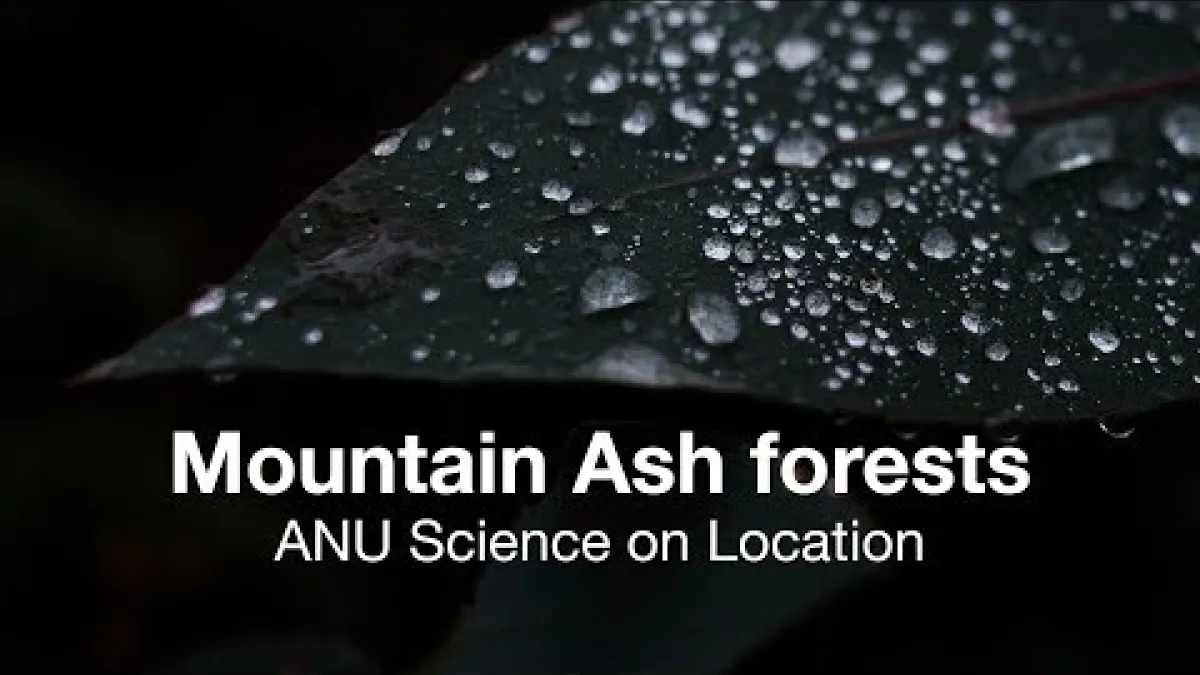 Preview image for the video "ANU Science on Location: Mountain Ash forests".
