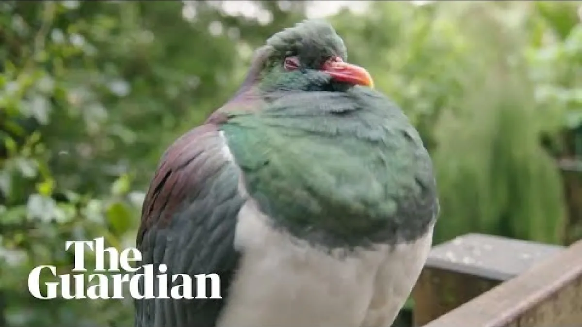 Preview image for the video "Inebriated kererū pigeons binge on fruit punch".