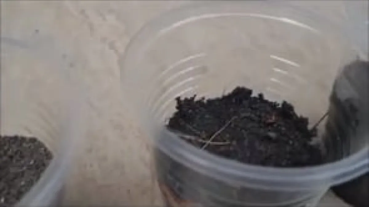 Preview image for the video "VID-20241027-WA0029".