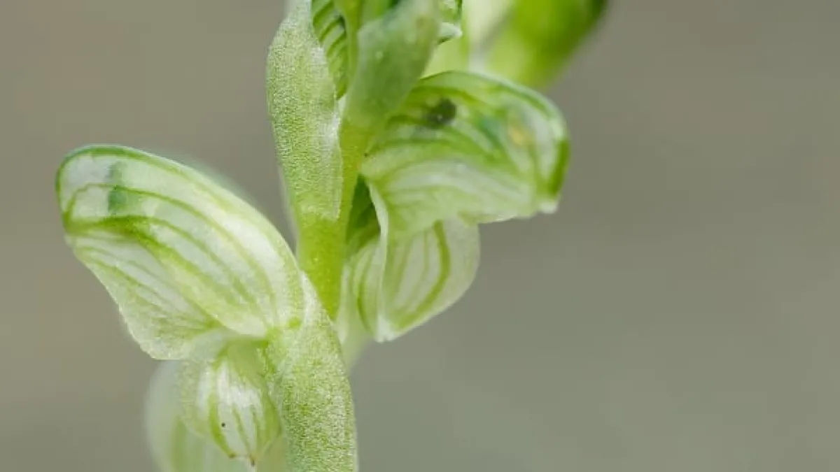 Preview image for the video "Pterostylis cycnocephala and male Bradysia sp. fungus gnat pollinator 2".