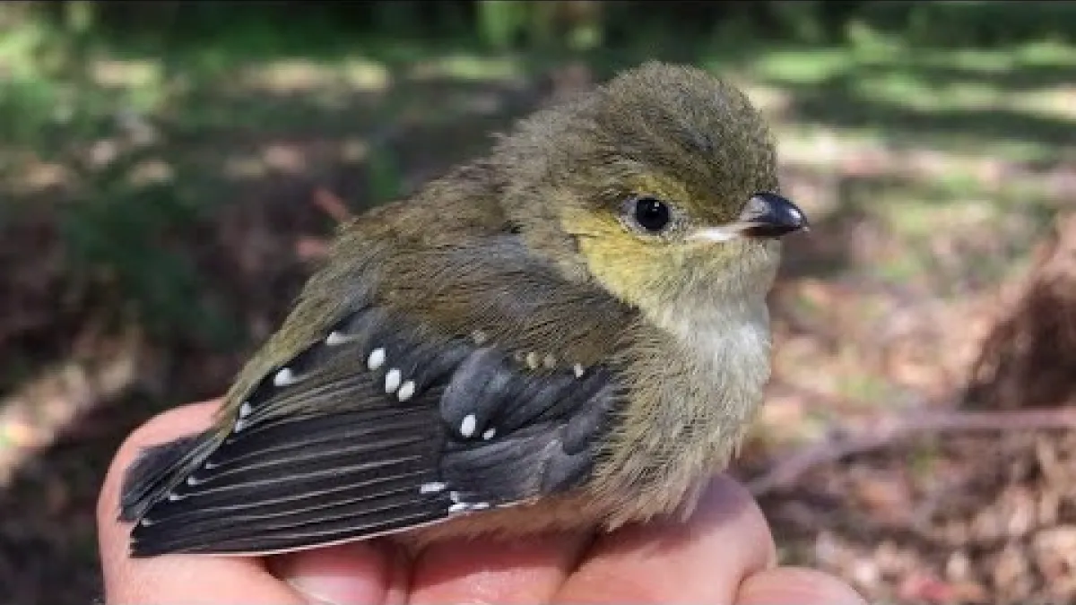 Preview image for the video "A helping hand for the forty-spotted pardalote".