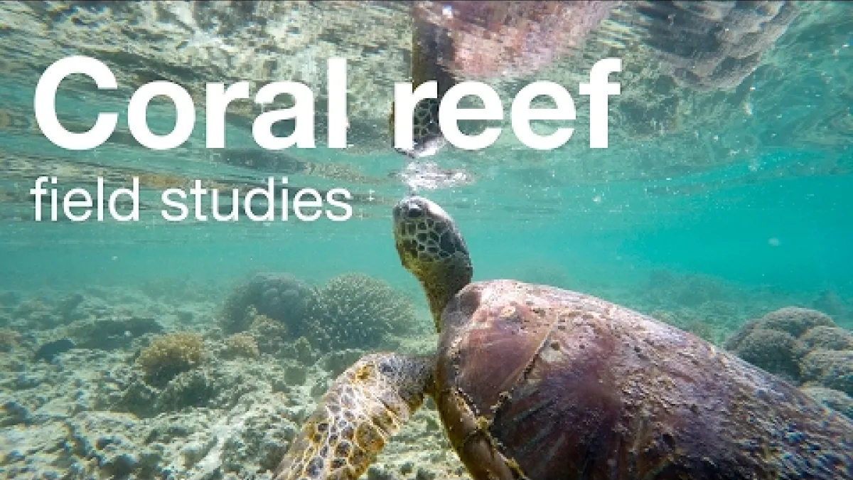 Preview image for the video "Coral Reef Field Studies".