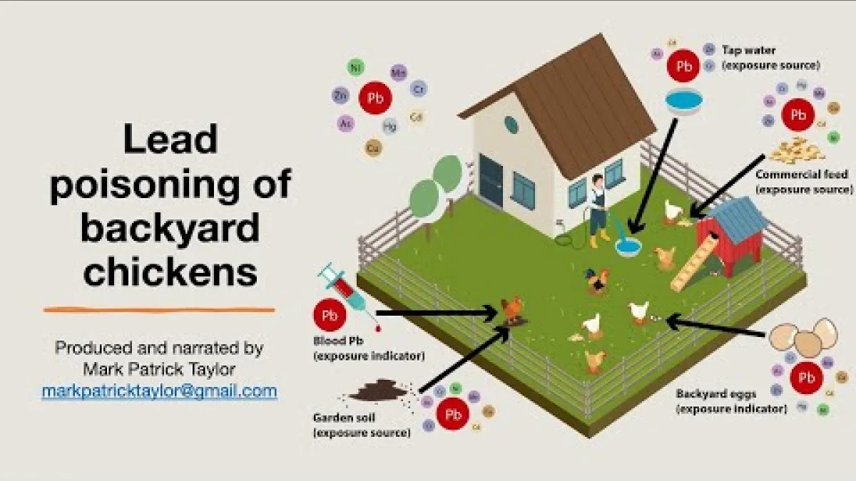Preview image for the video "Lead poisoning of in backyard chickens by Mark Patrick Taylor".