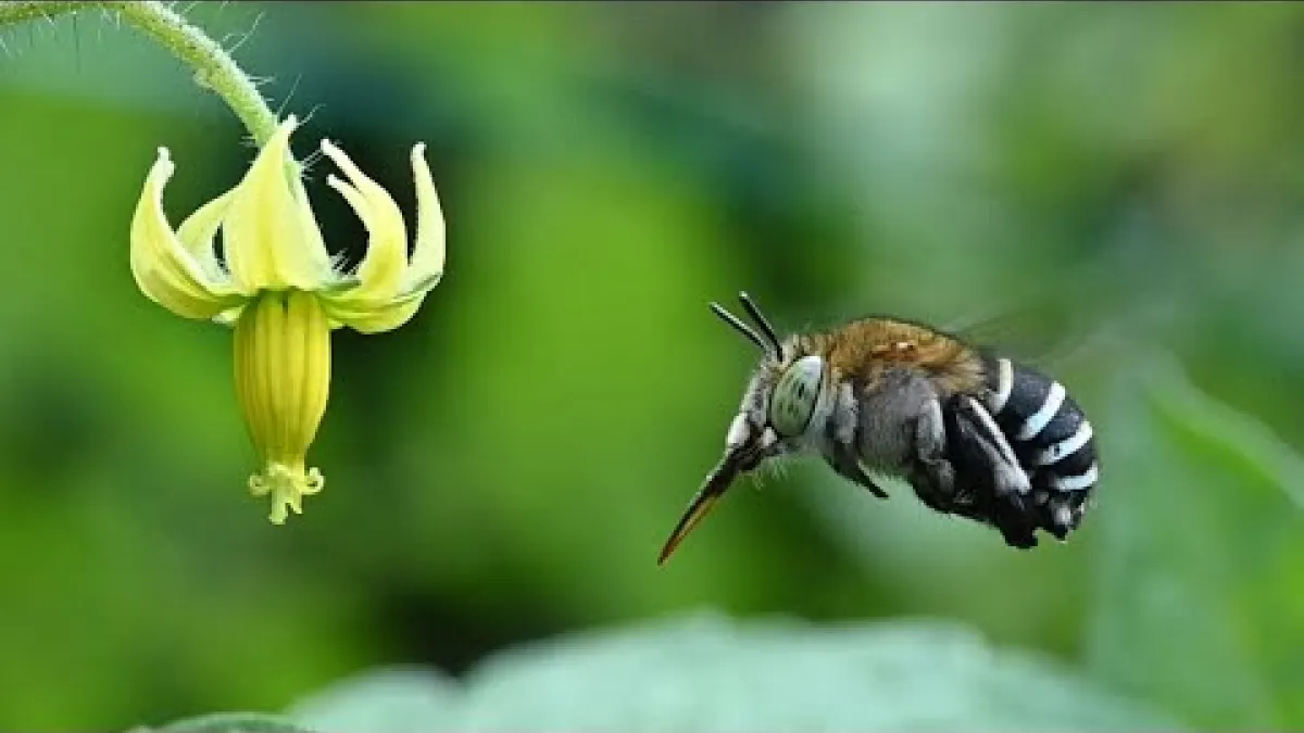 Preview image for the video "Buzz Pollination of Tomato Plants by Blue Banded Bees (HD Slow-motion)".