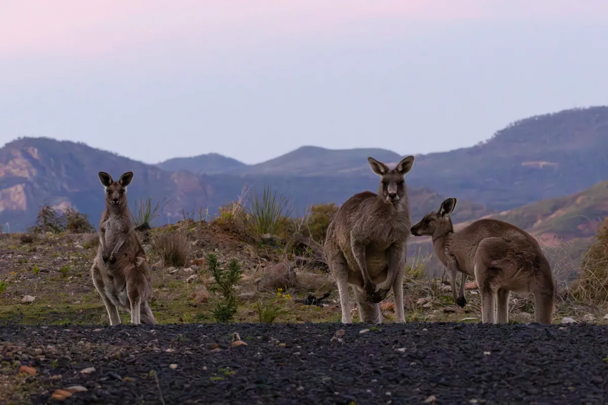 The resident kangaroos of Siding Spring Observatory. Photo: Olivia Congdon/ANU Kangaroos at twilight