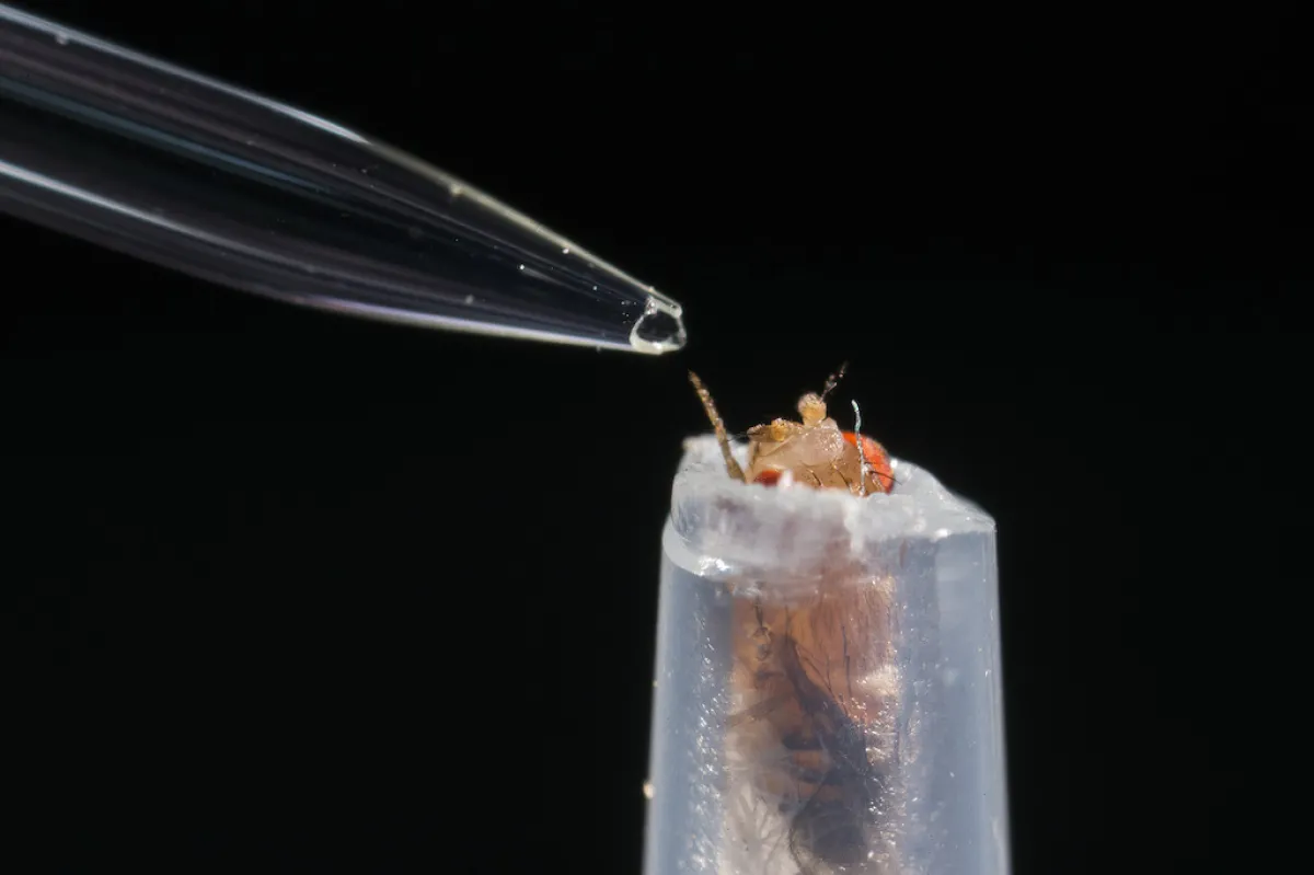 Fruit flies
