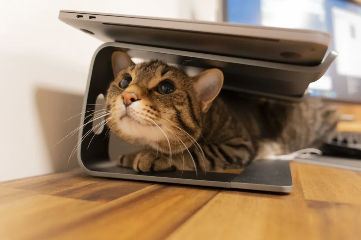 As You See It - 4401