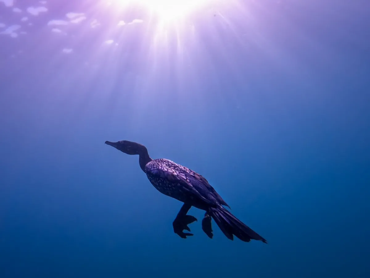 As You See It - 4488