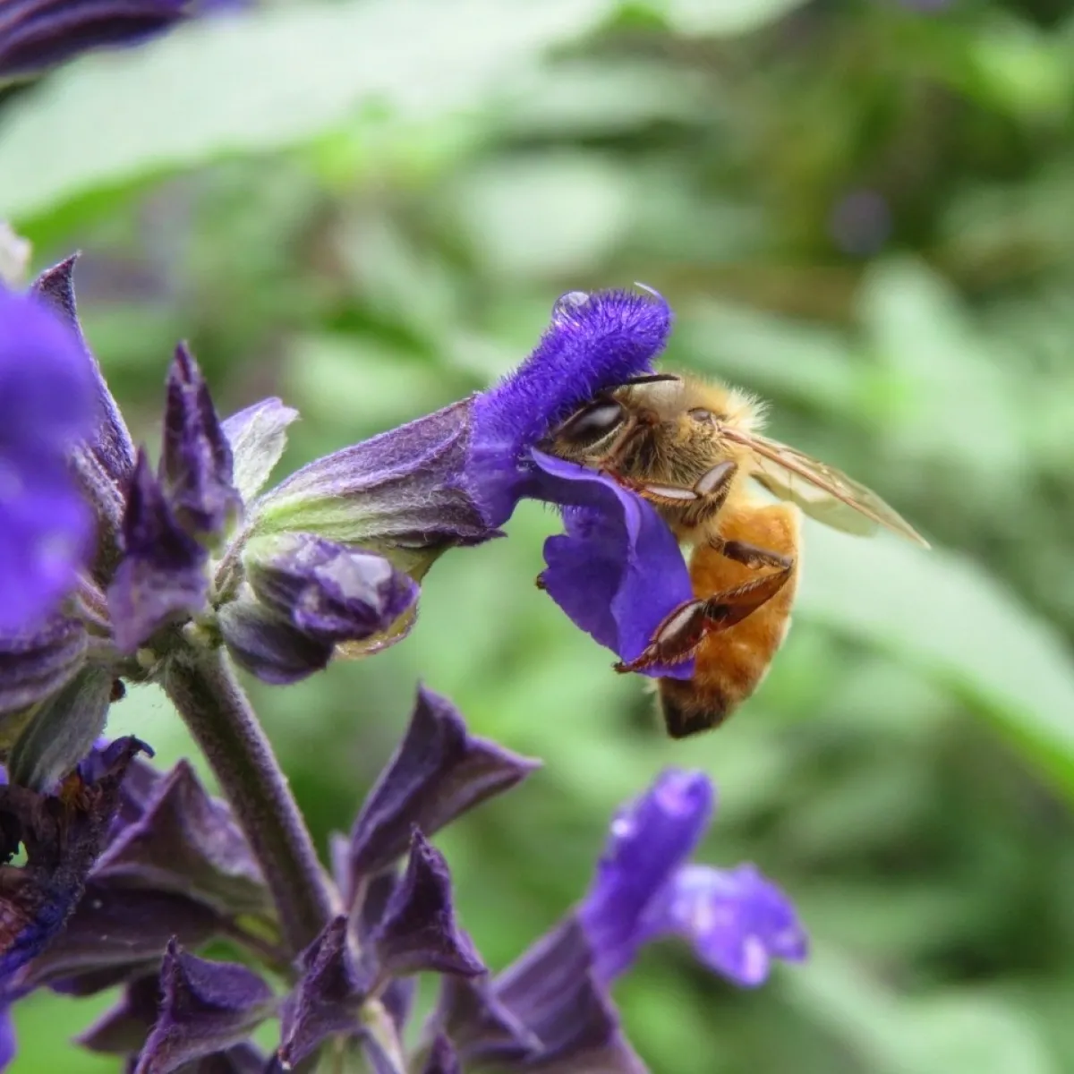 As You See It - 4549