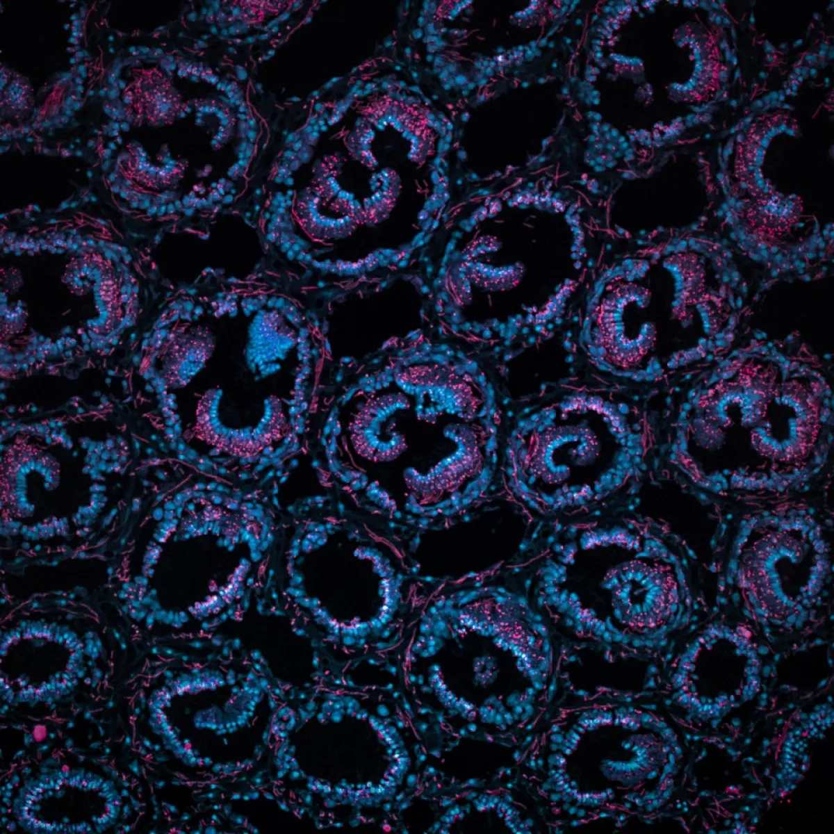 As You See It - 4594