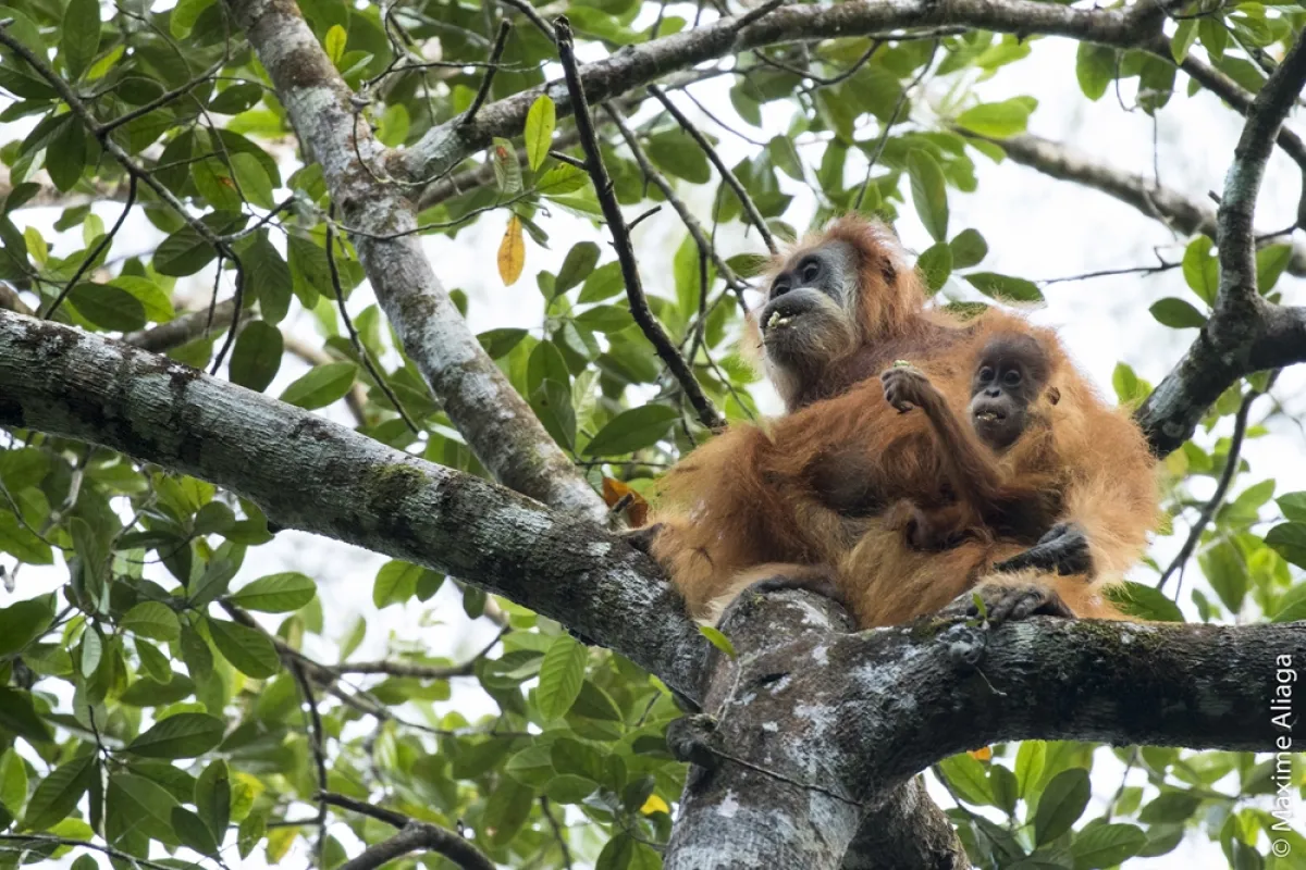 Orangutan